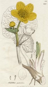 Caltha Palustris (Marsh Marigold) published London 1798 by English School